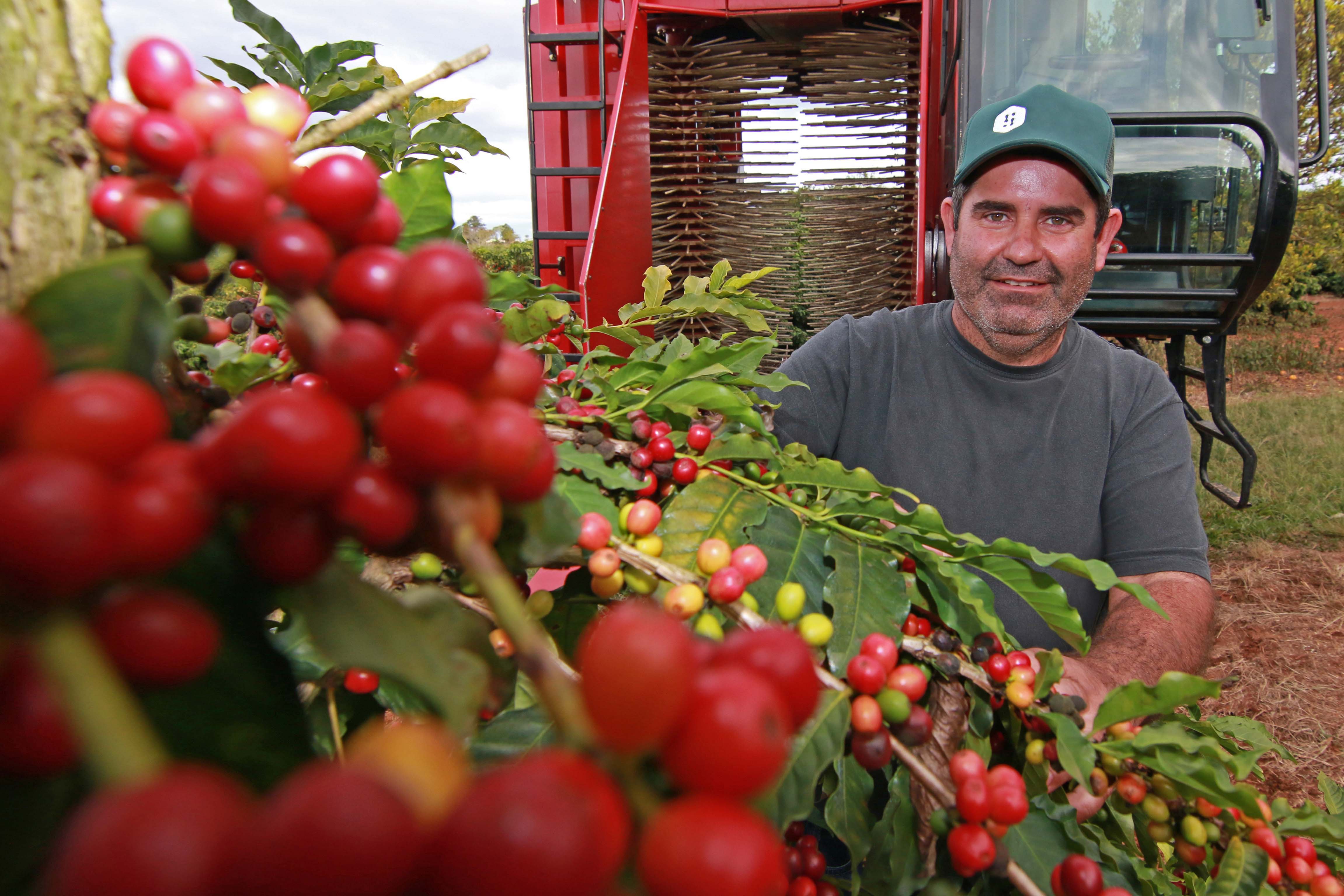 Produção mecanizada de café em Carlópolis (PR)