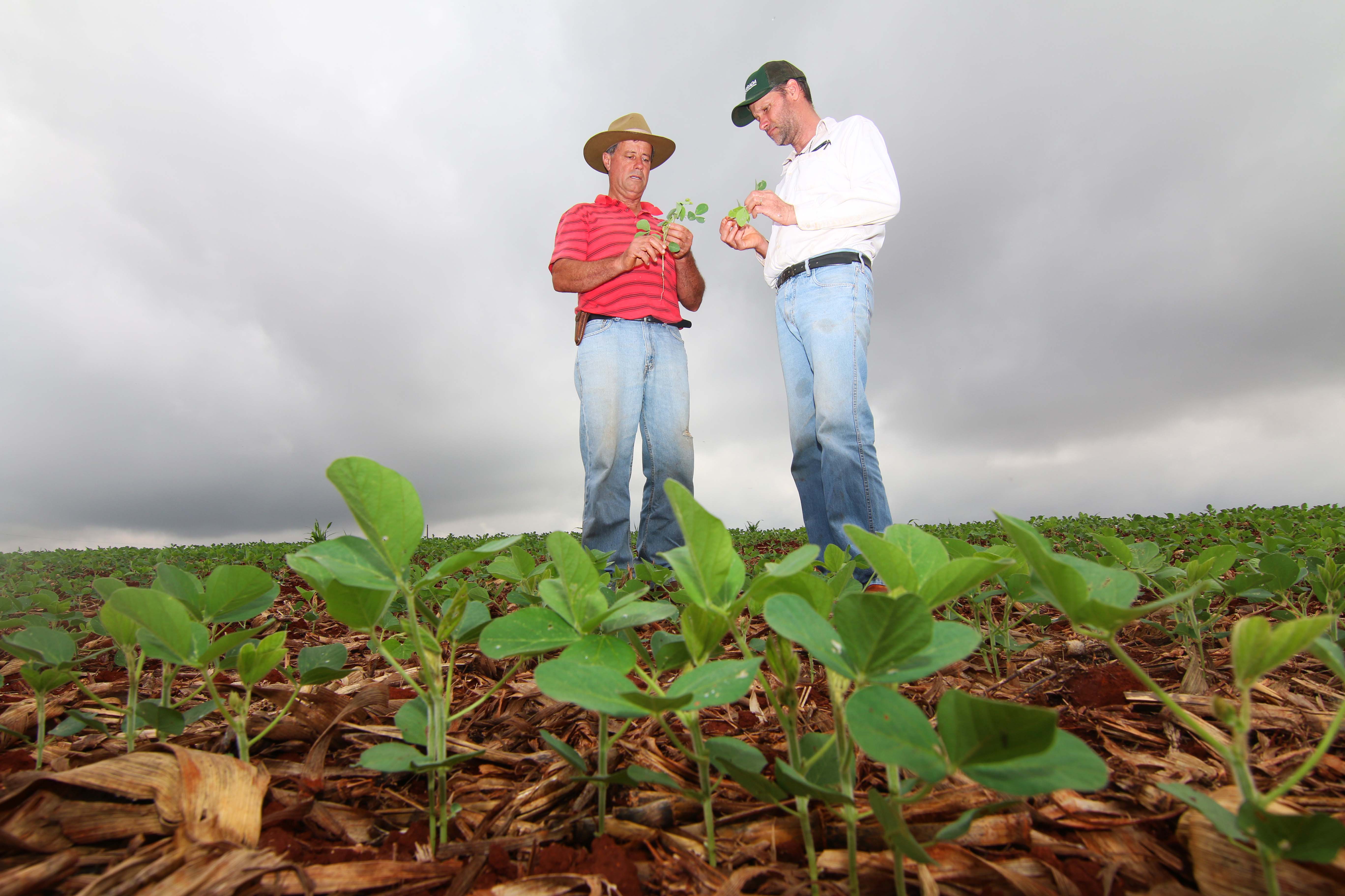 Pioneiros no cultivo da soja, em Cambé (PR)