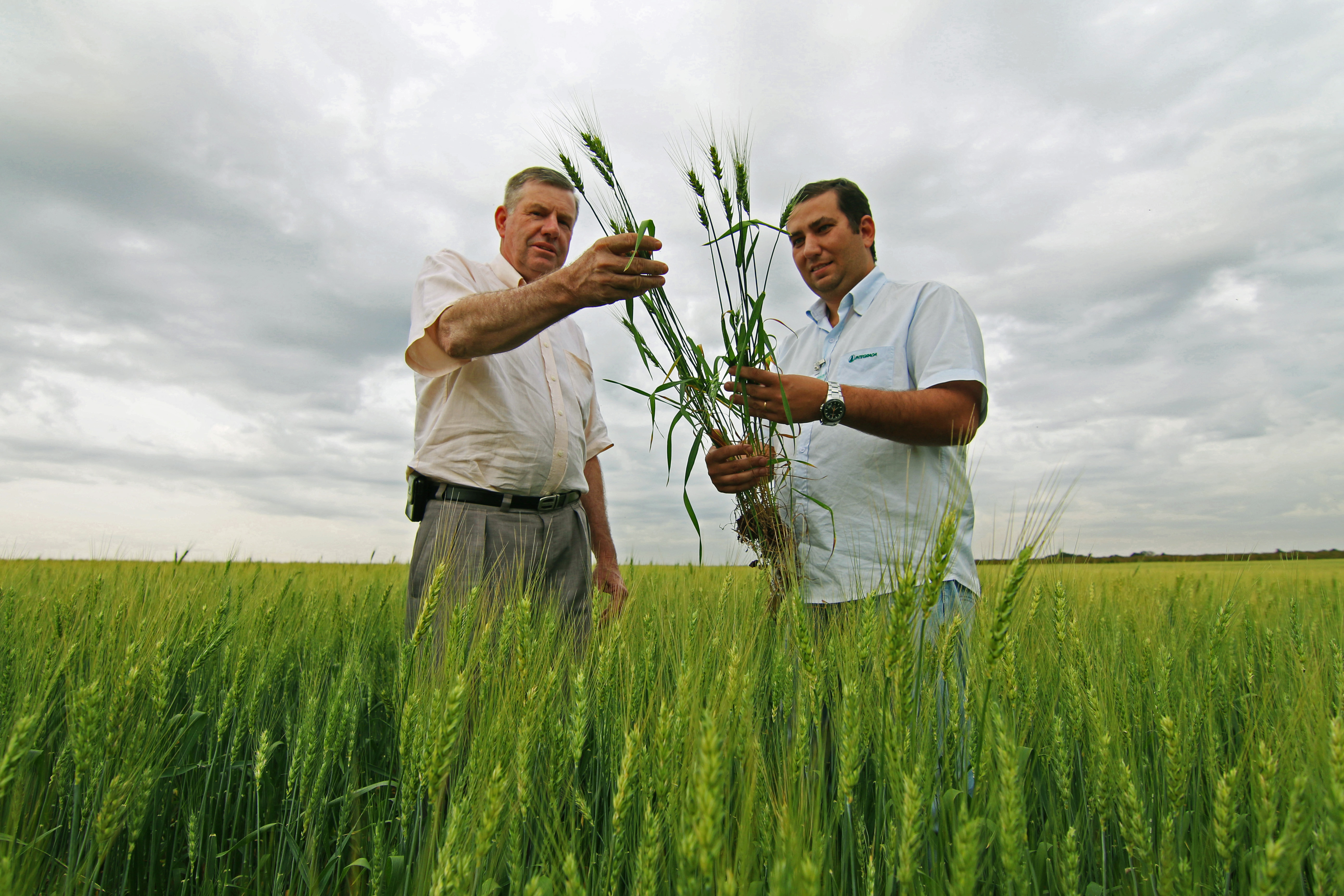 Produtores de trigo em Cornélio Procópio (PR)